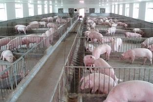 保育仔猪饲料配比错误会导致整个养殖场损失惨重吗？