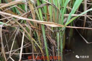 稻瘟病的烦恼：防治难题的初探