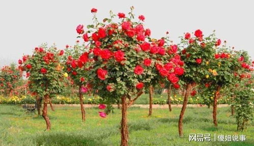 月季，你修剪对了吗？