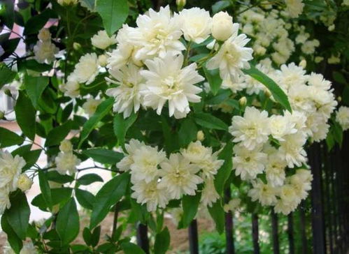 北方冬天单调？试试这些香花，四季飘香