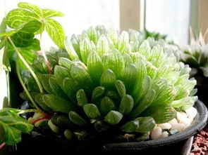 懒人花盆的奇妙之处