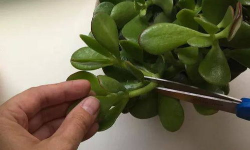 水插繁殖玉树，简单易行