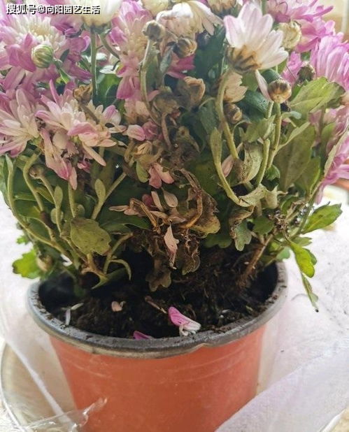 选择好的种子是关键