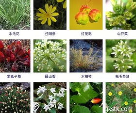 生态习性分类法