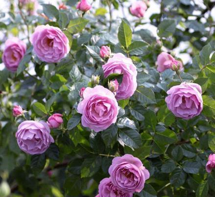 其他藤本植物：花墙的守护者