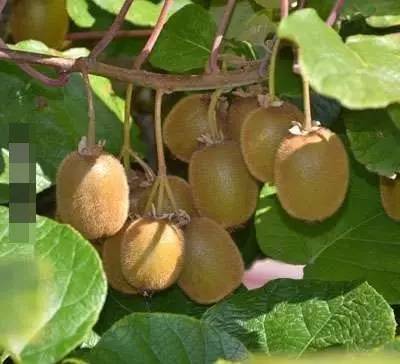 凤梨叶绿茎粗，果实饱满