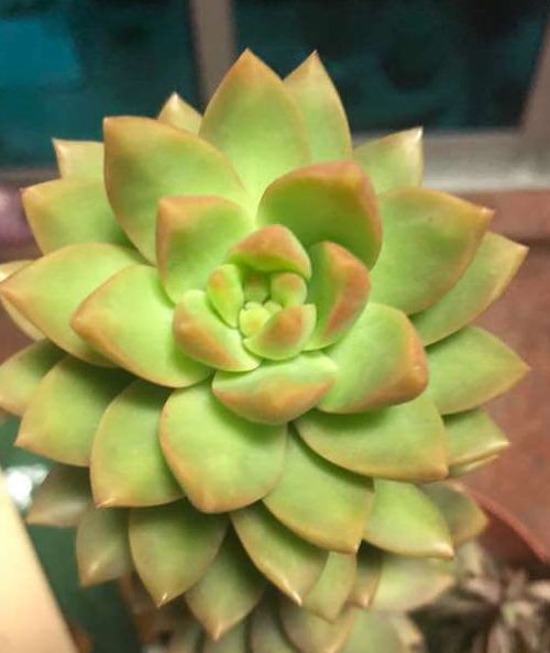 多肉枝干木质化， 时间磨砺的奥秘