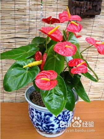 红掌花根系腐烂，为什么总是养不活