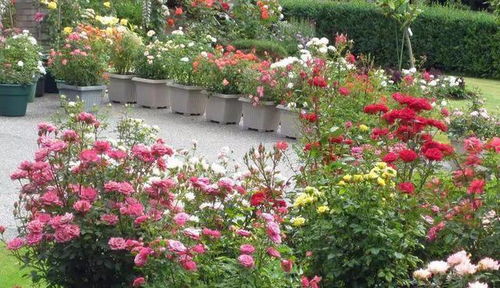 土王星阳台， 花开如海