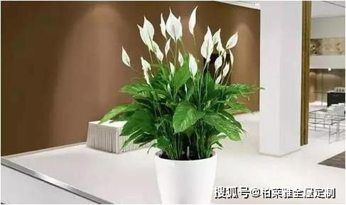 白掌为什么一直是绿色？其色彩背后有何秘密
