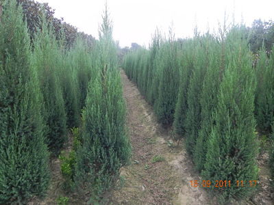 桧柏病虫害防治：园林景观的守护神