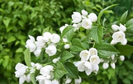 茉莉花：芳香四溢， 夏日伴侣