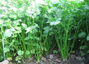 香菜：香气扑鼻的调味佳品