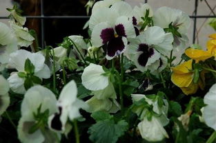 荚果类果树的独特魅力