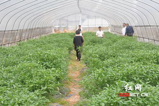 大棚种植，夏日蔬菜大揭秘！