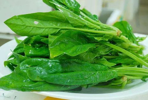 勒菜富含营养，有哪些神奇功效
