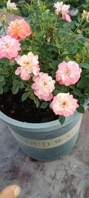 月季花的世界， 缤纷多彩的品种