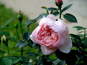 月季花， 进口品种受欢迎