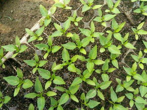 辣椒种植的烦恼：如何除草不伤苗