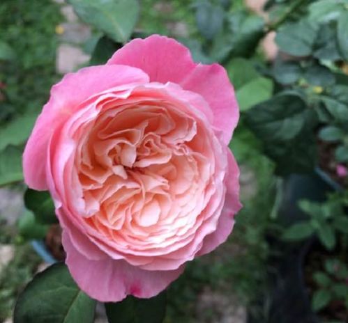 风月月季：开花机器