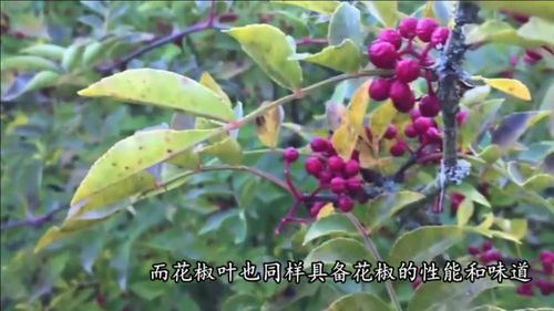 花椒叶洗澡有什么好处？这几个妙用你知道吗