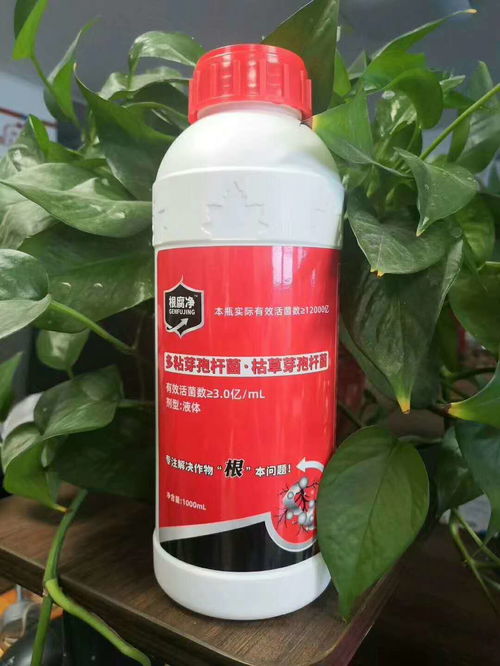 根腐病的防治，不Neng只靠百菌清