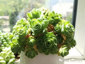 山地玫瑰如何阻止？开花之谜待解