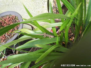 高效防治兰花病虫害，保障农业生态平衡