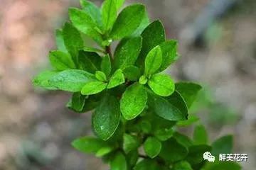 杜鹃花修剪：先剪枯枝病叶
