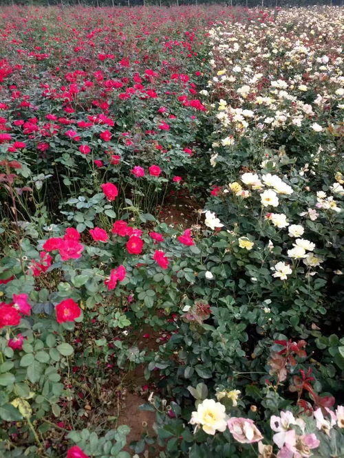 藤蔓月季的种植方法