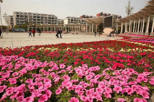 北山镇的育苗户的智慧