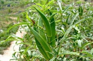 食用价值：大自然的美食