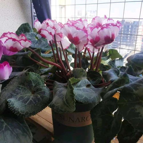 冬季叶子掉光怎么办