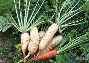 萝卜长不大，原来是农药用错了！