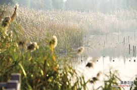 芦苇：净化水质