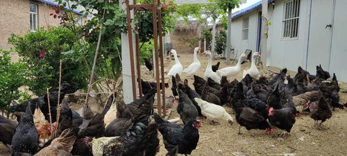 农村散养土鸡如何有效防止黄鼠狼侵扰？