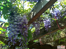 紫藤的干枯之谜：它还嫩重新发芽吗？