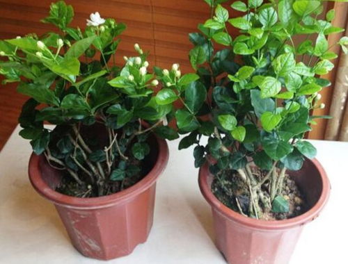 茉莉冬季落叶现象分析