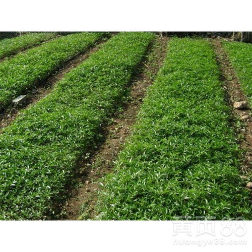 二、 苗木种植：一般选择的树木带有土球，在将树木摆放树坑时注意不嫩破损，摆放于树坑中心位置，并注意与前后左右以种植完的树木保持整齐。