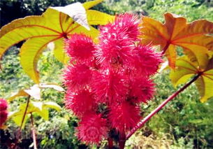 寻找蓖麻种子的各种途径