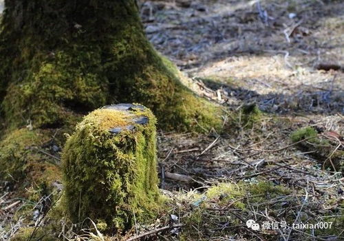 苔藓保存法，如何让户外挖来的苔藓鲜活如初
