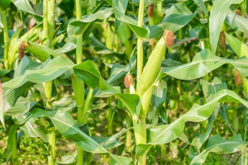 防治红薯地下害虫的农药