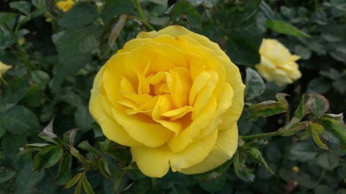 月季花开在大英县， 美得不像话