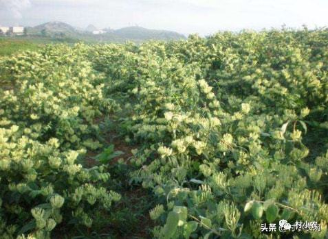 名贵药材种植，如何选择合适的品种