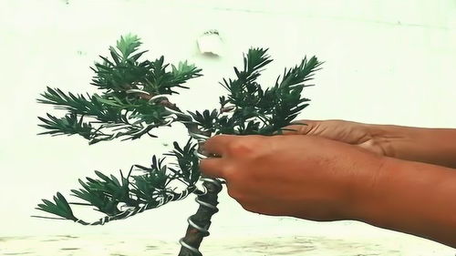 小叶罗汉松盆景如何修剪造型？