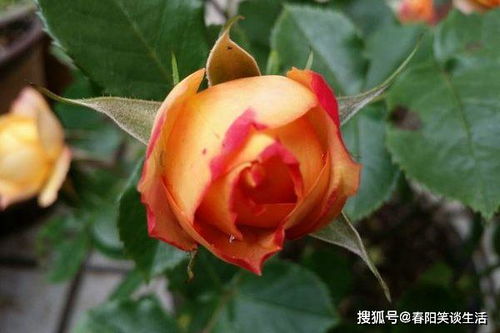 适宜的环境