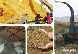 优化玉米秸秆-猪粪厌氧发酵