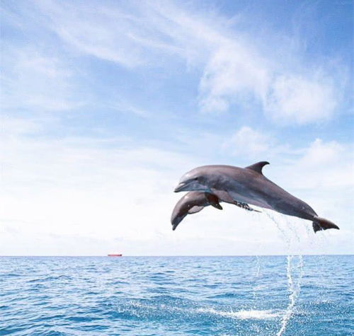 海豚花的奇妙传说