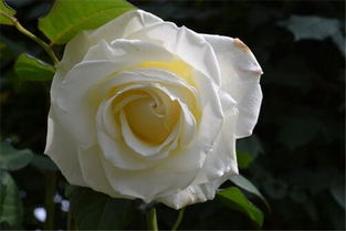 仿真花墙， 假花坪，Zuo花柱造型用