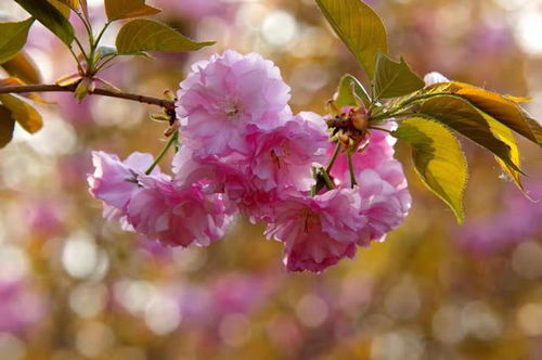 梅花象征着坚强、纯洁与希望，那么如何在生活中体现梅花的这些美好品质呢